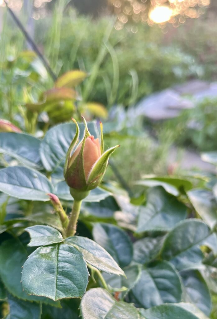 Oranje roos in knop