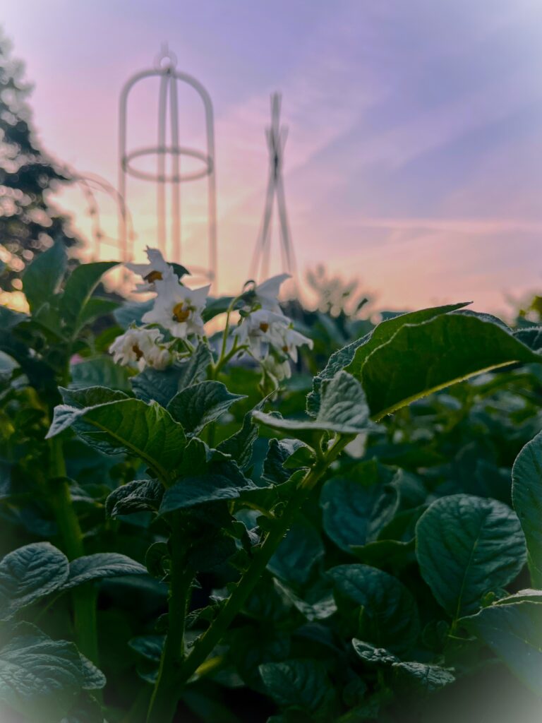 aardappelplant