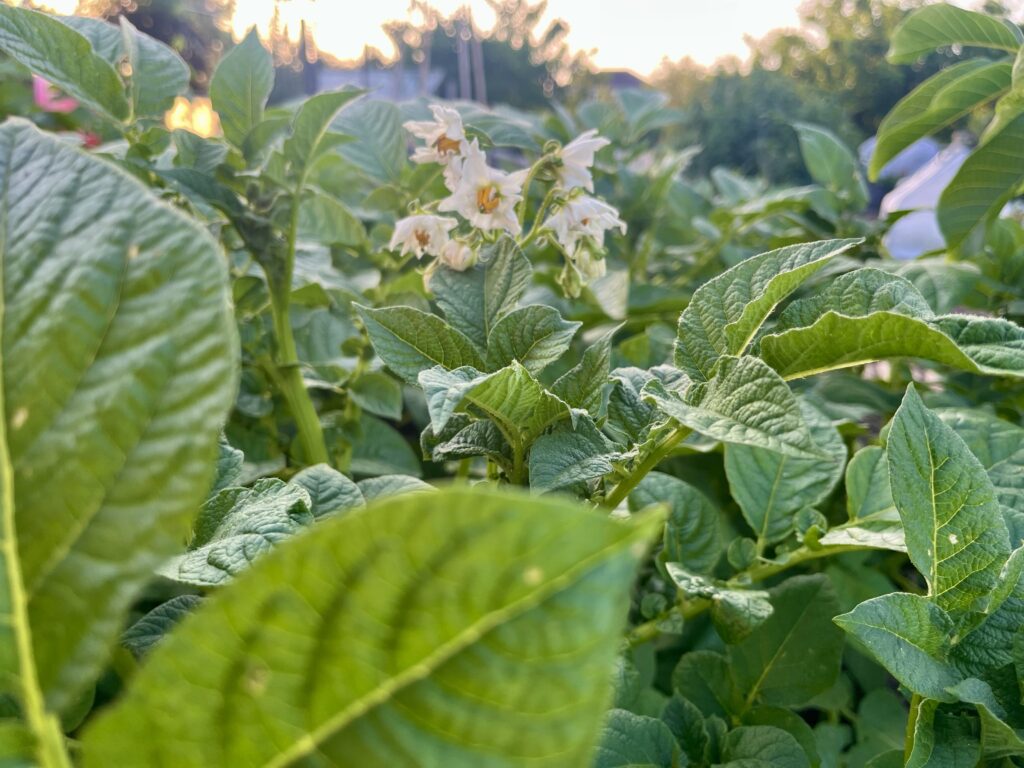 aardappelplant