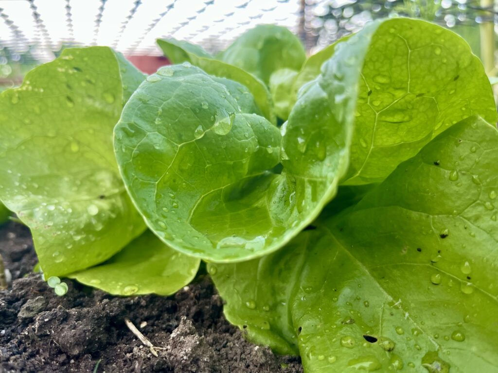 Vochtig blad