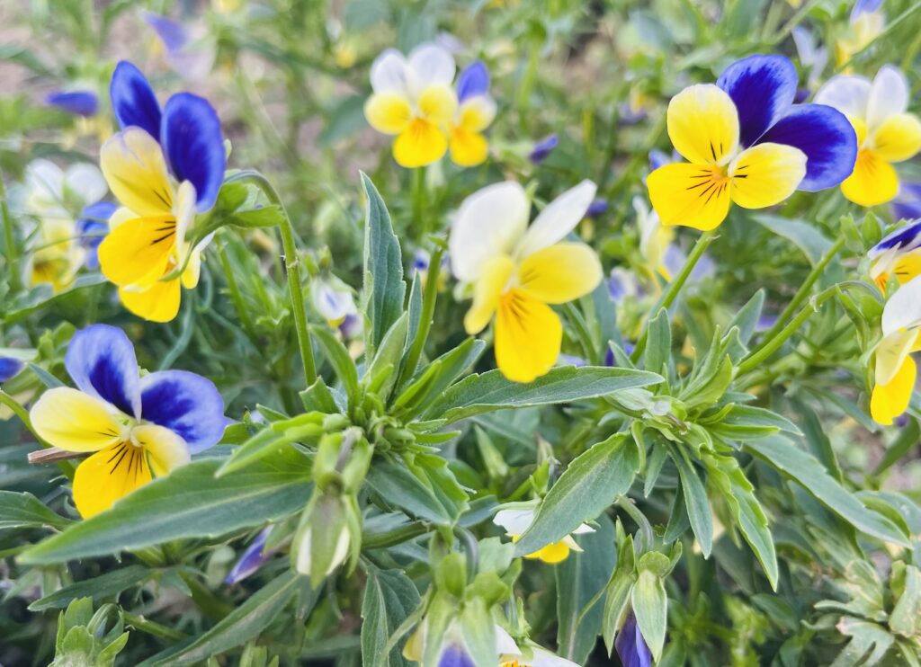 Viooltjes
