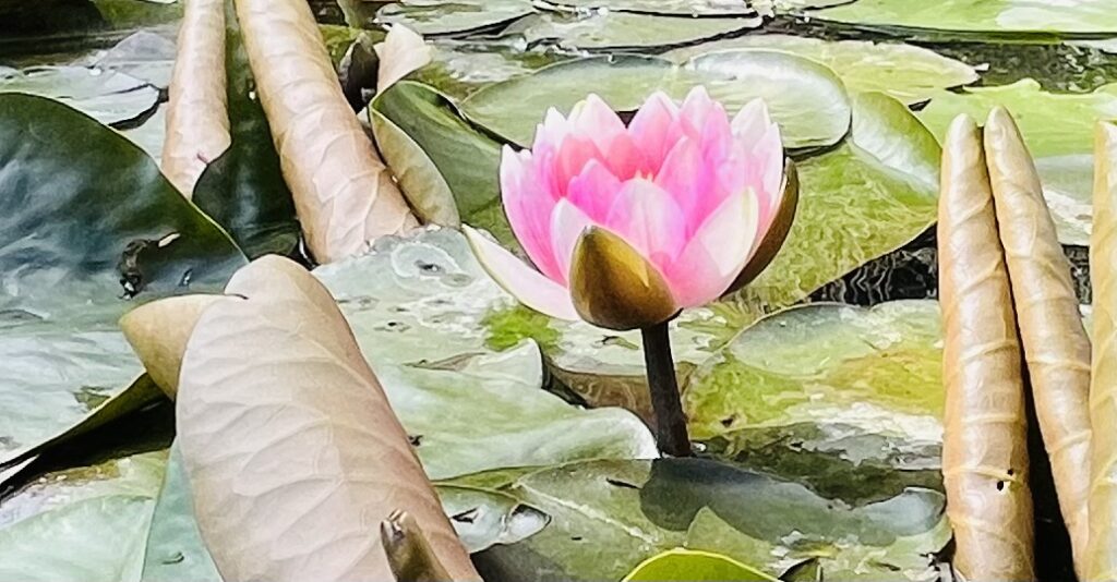 Roze waterlelie