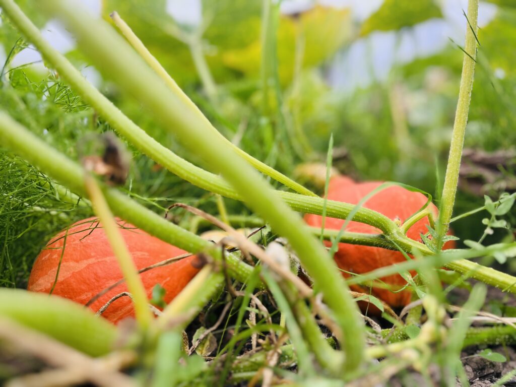 Oranje pompoen
