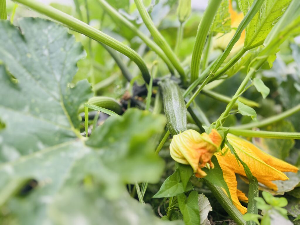 Courgettevrucht met bloem.
